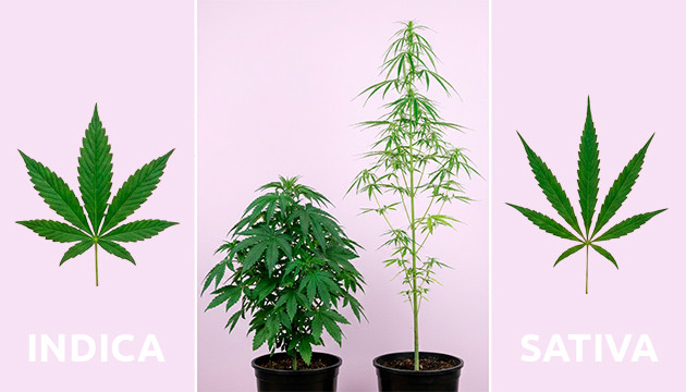 Anatomie der Cannabispflanze