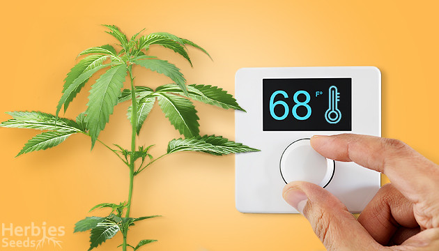 best temperature for flowering stage