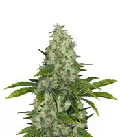 Do-Si-Dos OG Cannabis-Samen Kaufen Do-Si-Dos OG (Original Sensible Seeds)