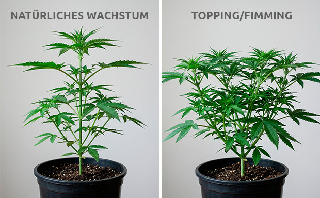 wann man Cannabis toppen sollte