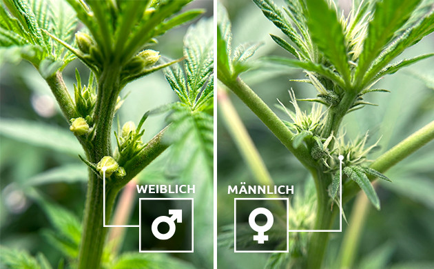 Männliche Pflanzen identifiziert
