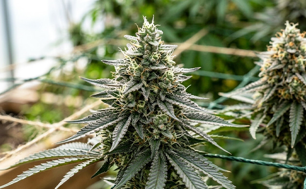 Bottom line flowering light cycle interrupted
