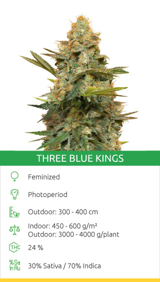 drei blaue Könige Canabisamen