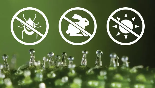 Trichome Funktion