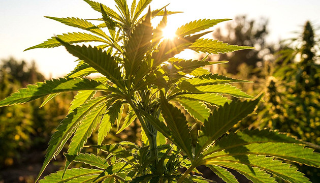 Was sind die optimalen Luftfeuchtigkeitswerte für den Cannabisanbau in Innenräumen?