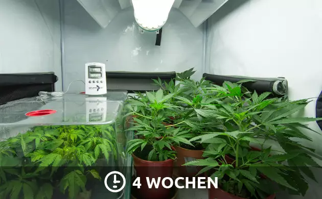 Lichtplan für Cannabis-Sämlinge