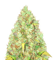 Critical XXL Cannabis-Samen Kaufen Critical XXL (Herbies Seeds)