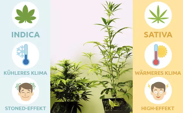 Indica Sativa Unterschied