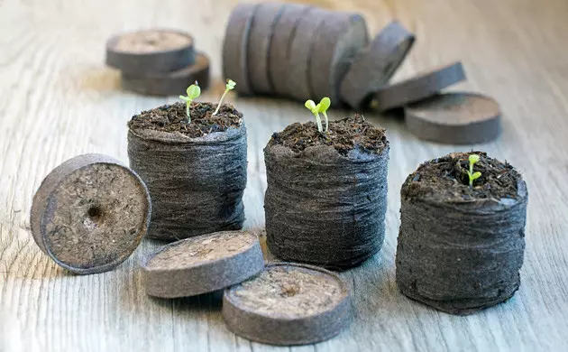 cannabissamen in torfpellets oder starterwürfeln keimen lassen