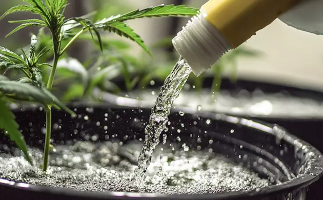 Pflanzen spülen Pflanzen spülen