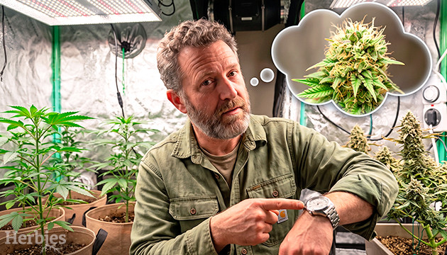 What to do if your cannabis wont flower flowering light cycle interrupted