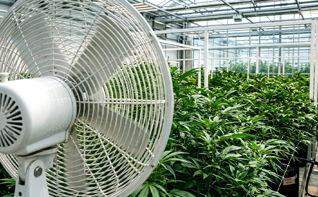 Improve air flow and temperature and eliminate moisture brown spots on marijuana leaves
