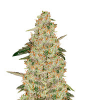 Auto White Widow Cannabis-Samen Kaufen Auto White Widow (Pyramid Seeds)