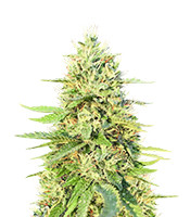 Gorilla G4 Auto Cannabis-Samen Kaufen Gorilla G4 Auto (BlimBurn Seeds)