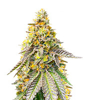 Kaufe Girl Scout Cookies Fast Version Samen feminisiert von EGS Girl Scout Cookies Fast Version (EGS)