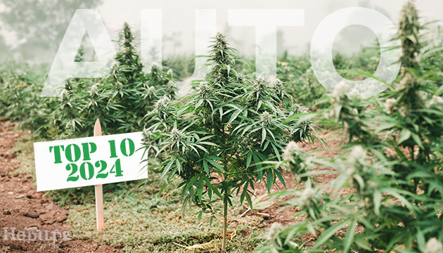 top 10 der besten autoflower-sorten fur den anbau im freien
