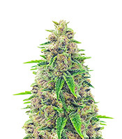 Kaufe Totally Alpha OG Samen feminisiert von AlphaFem Seeds Totally Alpha OG (AlphaFem Seeds)