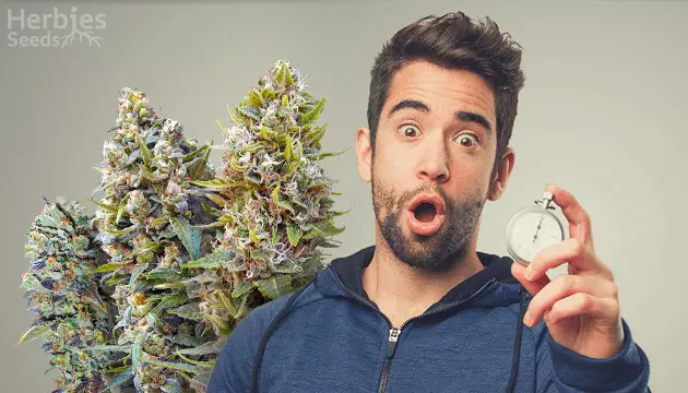 schnell wachsende Sativa-Stämme