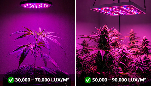 Vermeidung von leichtem Cannabisstress