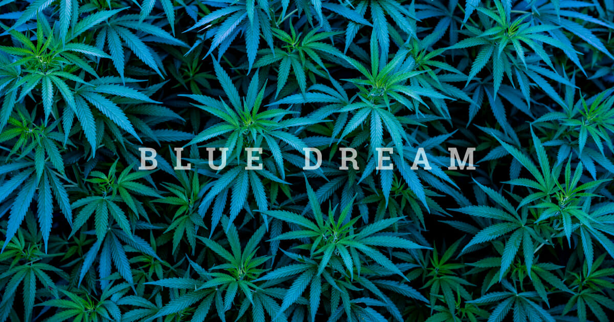 blue dream cannabissorte