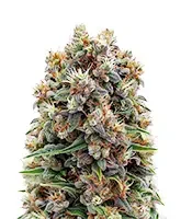 The Church (Green House Seeds)