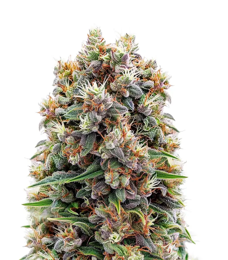 The Church (Green House Seeds)
