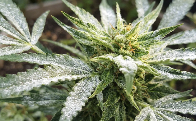 cannabis diagnosis