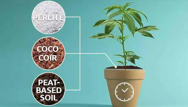 bester Boden für den Anbau von Cannabis