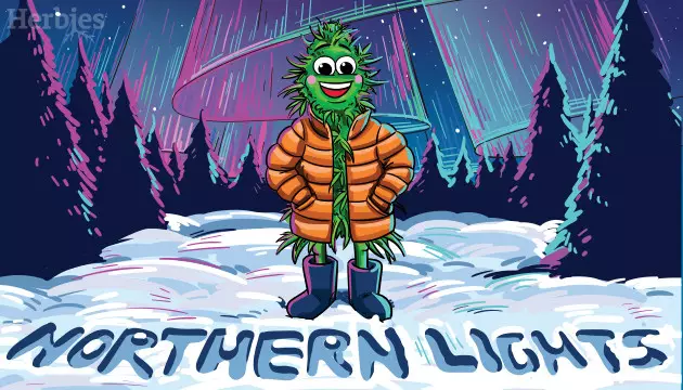 Northern Lights Cannabissorte