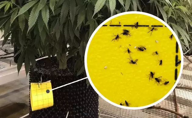 Stock up on yellow sticky traps does neem oil kill fungus gnats
