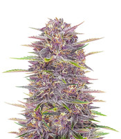 Banana Purple Punch Auto Cannabis-Samen Kaufen Banana Purple Punch Auto (Fast Buds)