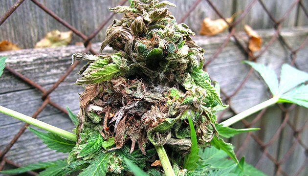 beste Luftfeuchtigkeit für Marihuana
