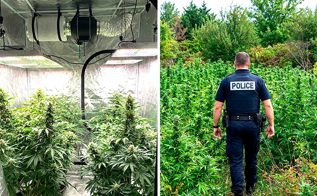 Cannabis Mikro wachsen
