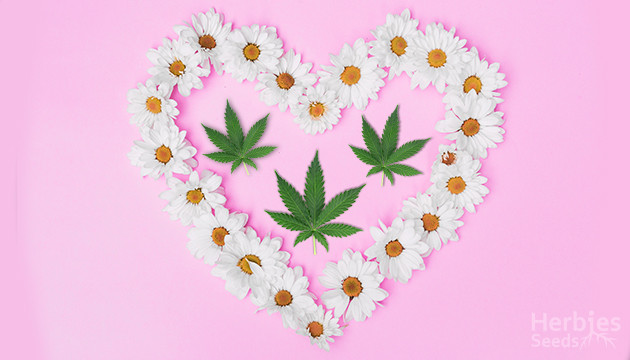 Marihuana-Begleitpflanzen