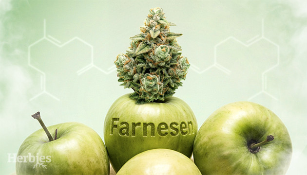 what is farnesene and what effects can this terpene have