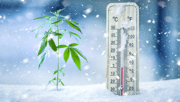 Was passiert mit einer Pflanze, wenn die Temperatur zu niedrig ist?