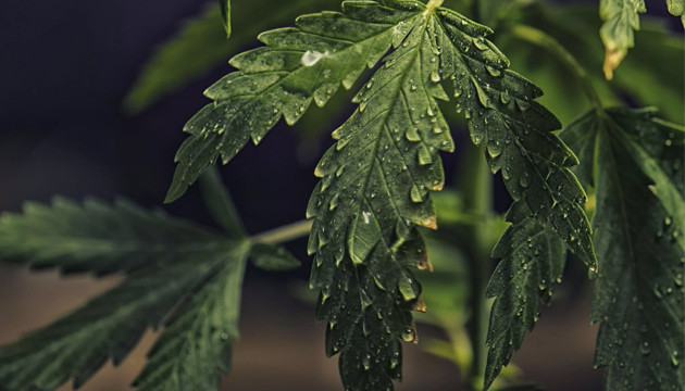 Bewässerung von Cannabispflanzen