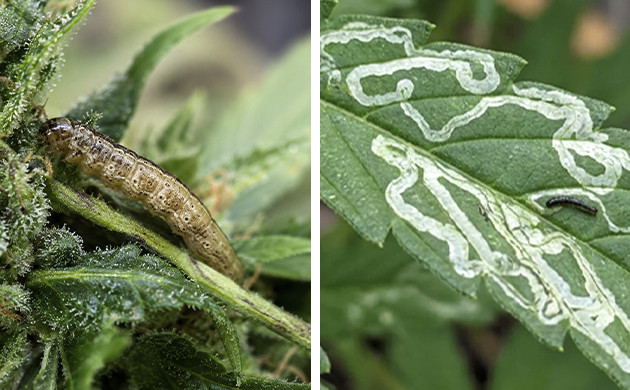 cannabis leaf problems guide