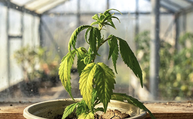 cannabis problems