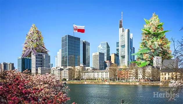 cannabis-samen in frankfurt