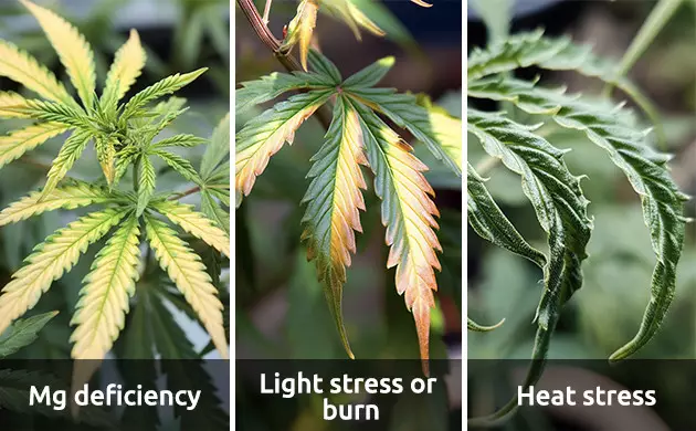 Probleme, die mit Eisenmangel verwechselt werden Probleme, die mit Eisenmangel verwechselt werden