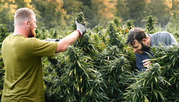 Marihuana im Wald anbauen