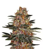 Purple Punch Auto Cannabis-Samen Kaufen Purple Punch Auto (Barney's Farm)