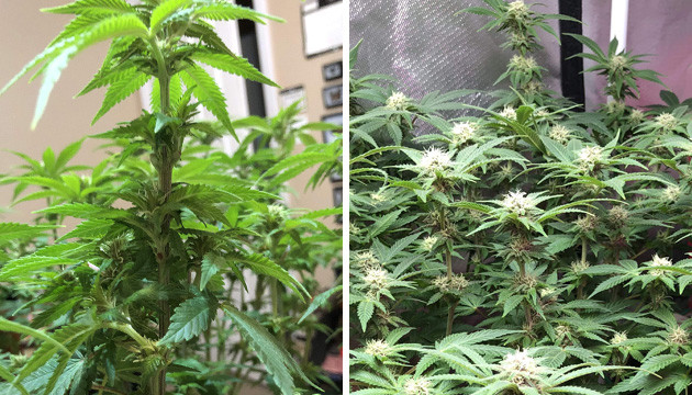 blühende Marihuana-Pflanzen