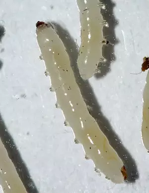 Gnat larvae fungus gnats weed