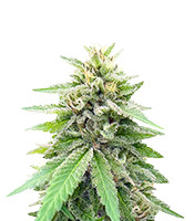 Lord Kush feminisierte Samen zu verkaufen Lord Kush (Delicious Seeds)