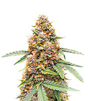 Kaufe Runtz Autoflower Samen feminisiert von EGS Runtz Autoflower (EGS)