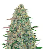Pineapple Chunk Cannabis-Samen Kaufen Pineapple Chunk (Barney's Farm)