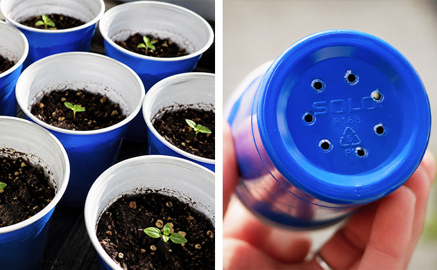 transplanting marijuana plants into bigger pots