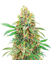 Kaufe I'm Alive Samen feminisiert von AlphaFem Seeds I'm Alive (AlphaFem Seeds)
